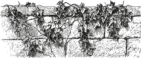 Obraz premium Ivy climbing on stone wall, vintage botanical illustration of climbing plant with leaves and vines