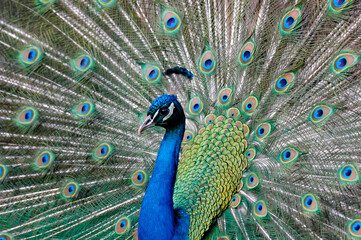 Fototapeta premium A beautiful peacock in a park