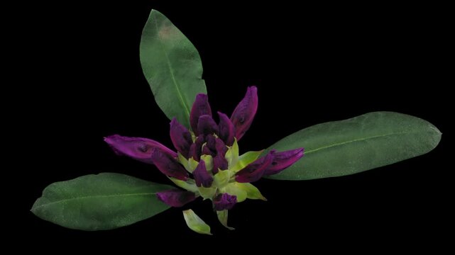 Time lapse of opening rhododendron Rasputin (Ericacea family) isolated on black background