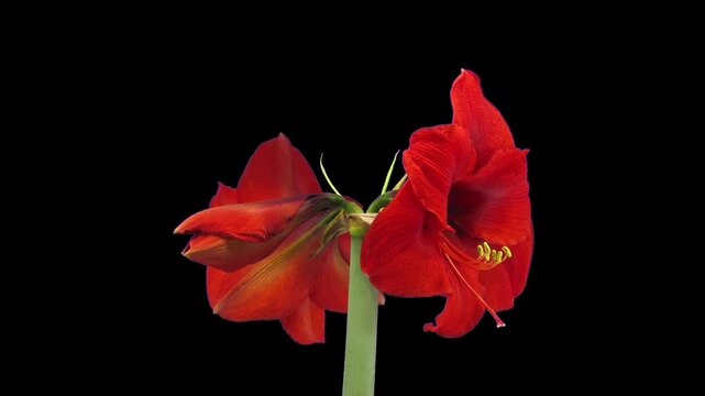 Time lapse of opening and rotating red amaryllis Christmas flower with ALPHA transparency channel isolated on black background