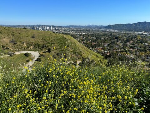 Spring Wildflowers Overlooking Los Angeles from Glendale Hills
