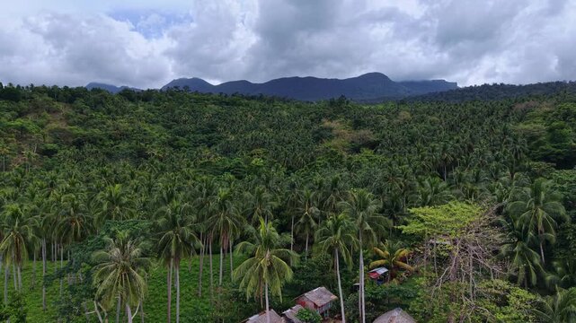 Drone flies low over rural Filipino settlement of nipa huts surrounded by dense coconut palm plantation with cloud-wrapped Palawan mountains rising in the dramatic overcast background inland