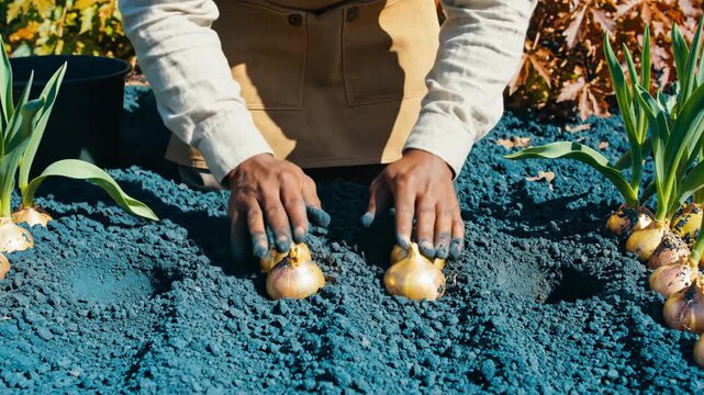 庭で花の球根を植えるガーデナー。土に穴を掘り球根を配置する手元のクローズアップ。春のガーデニングの準備
