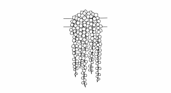 Delicate sketch of a string of pearls plant with trailing strands