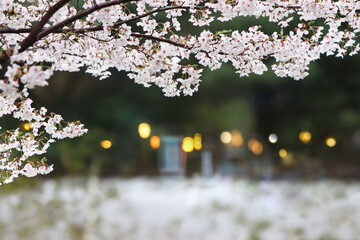 A pretty spring landscape with a flower garden behind fully bloomed cherry trees, a beautiful cherry blossom festival background 