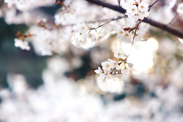 Bright sunlight and the silhouette of pretty cherry blossoms in full bloom, beautiful natural scenery and a spring cherry blossom festival background. 