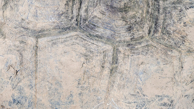 Close-up of a weathered tortoise shell texture