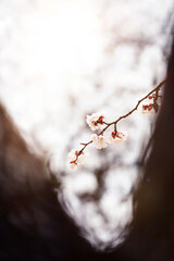 A fresh morning bathed in spring sunshine, a landscape of fully bloomed plum blossoms, and a beautiful cherry blossom background. 