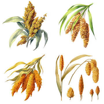 Agricultural - millet watercolor object isolated png.