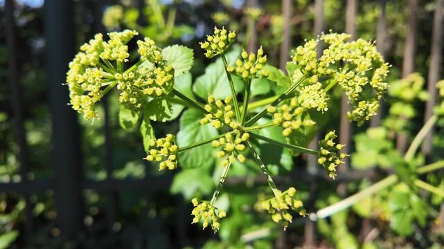 Macro Of Smyrnium Olusatrum Alexanders Flowers In Rome