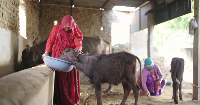 Indian mature adult wear saree cover head work cattle shed hold broom sweep clean mud floor indoor rural area. farmer lady female use plastic bowl do hand feed young black buffalo calf day time place