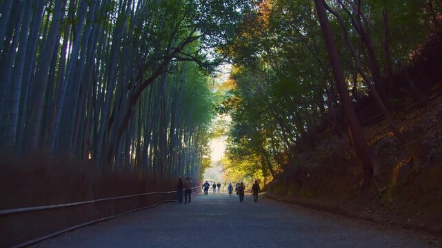 早朝の嵐山の竹林の朝日