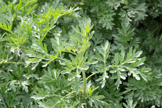 Gros plan sur des feuilles d'absinthe