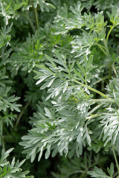 Gros plan sur des feuilles d'absinthe
