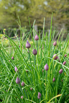 Ciboulette en fleurs