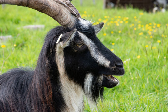 Focus sur la t&ecirc;te d'un bouc poitevin, en train de b&ecirc;ler, couch&eacute; dans son pr&eacute;
