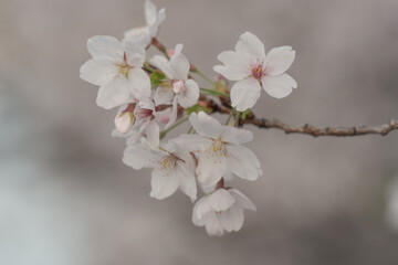 Naklejka premium Cherry blossom branch with copy space, minimal spring floral background