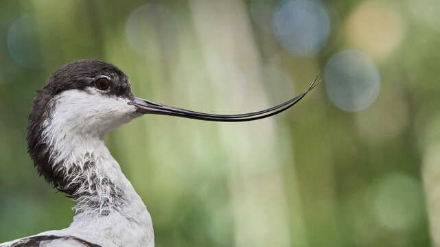 Avocet bird banner with copy space on green background