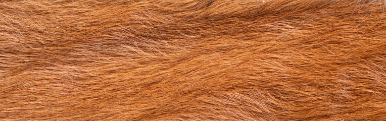 Fototapeta premium Top view extreme macro of bright orange ginger natural animal fur with long soft hair fibers displaying organic texture for autumn fashion background