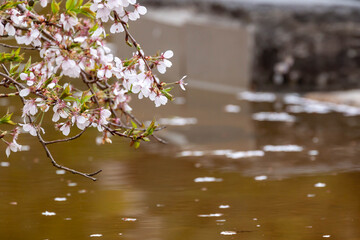 Close up of delicate pink cherry blossom flowers on a branch over calm water. Spring floral background with fallen petals floating on the surface during a rainy day. © Vlad Rakin
