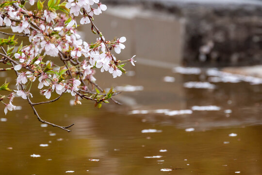 Close up of delicate pink cherry blossom flowers on a branch over calm water. Spring floral background with fallen petals floating on the surface during a rainy day.