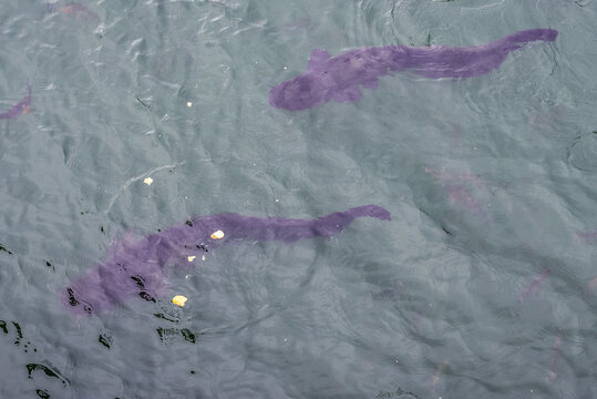 Catfishes in cooling water canal next to Chernobyl Nuclear Power Plant, Ukraine