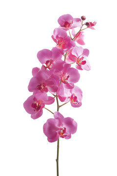 鮮やかなピンクの胡蝶蘭の花束。装飾やギフトに最適な植物素材。