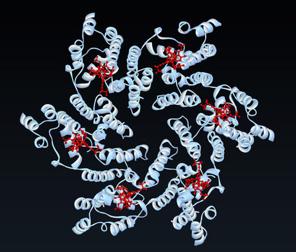 Lenacapavir drug molecules binding to HIV-1 capsid protein hexamer, mechanism of action. 3D render
