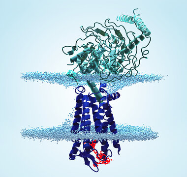 Human Kisspeptin Receptor (KISS1R) bound to KP-10 ligand and G-protein complex, embedded in a lipid membrane. Molecular visualization of GPCR activation. 3D render