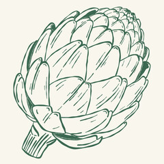 Artichoke vegetable close up in organic farm food sketch illustration © Viktoriia Kalganov