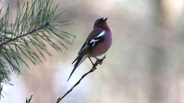 Male Common chaffinch (Fringilla coelebs) singing with an open beak on a branch. Vocalizing bird, open beak, spring forest, sunny day, copy space, songbird, wildlife video, real-time, sharp focus