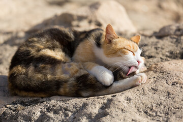 A calico cat grooming itself on the coast of Malta © officek