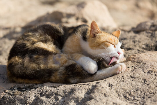 A calico cat grooming itself on the coast of Malta