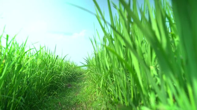 Lush green rice paddy field under a bright blue sky showcasing a narrow path through the vegetation on a sunny day