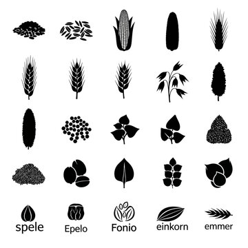 Cereal grain and seed icons set, 25 black vector silhouettes of wheat, corn, and ancient grains, agricultural plant symbols for food packaging