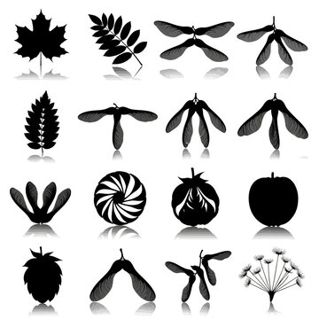 Black botanical silhouettes of leaves and seeds, collection of 16 nature elements, maple leaf and samara seed pods vector set