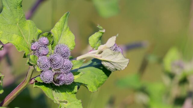 Close up of burdock with prickly purple flowers and green leaves