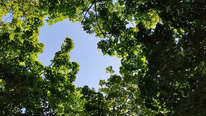 Fototapeta premium Low angle view of lush green tree canopy against clear blue sky, natural foliage background