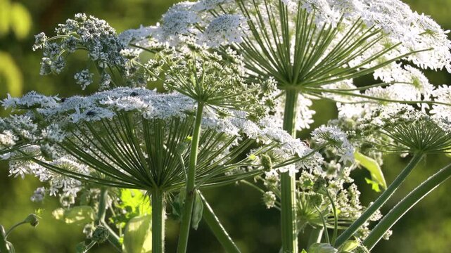 Close up of giant hogweed blooming in meadow, dangerous plant