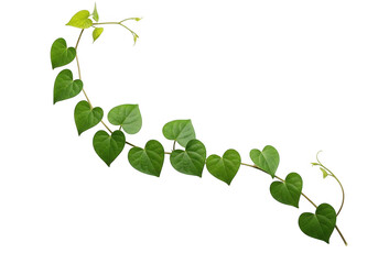 Obraz premium Graceful vine with green heart-shaped leaves curling elegantly isolated on transparent background