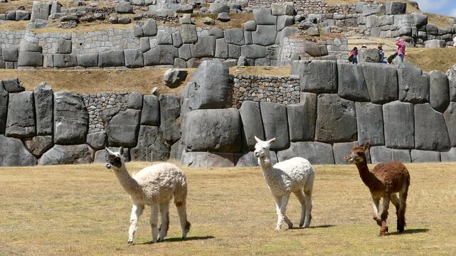 Alpacas Walking in Front of Sacsayhuaman Inca Stone Walls, Cusco, Peru