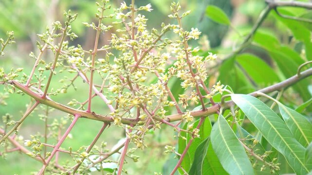 A mango bouquet on the tree