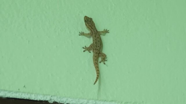 A gecko on the wall of the house.