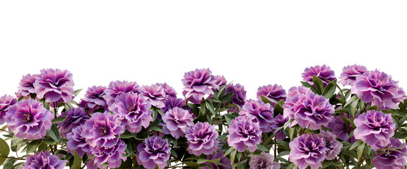 peony flowers border isolated on white background © Kstock