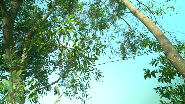 Trees canopy against skyward gaze lush green leaves branches gentle swaying tranquil forest atmosphere natural environment background plate establishing shot