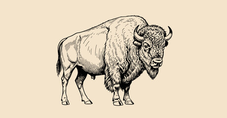 Vintage Hand-Drawn Bison Illustration © codeblend