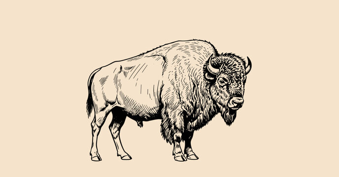 Vintage Hand-Drawn American Bison Illustration in Engraving Style