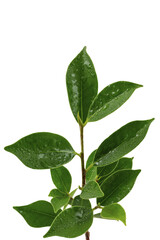 Fototapeta premium small branch with glossy green Evergreen shrub or tree, often grown for its deep green, waxy leaves. 