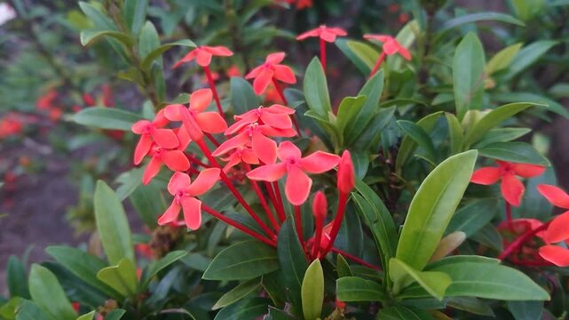 Vibrant Red Ixora Coccinea Flowers Blooming in a Tropical Garden