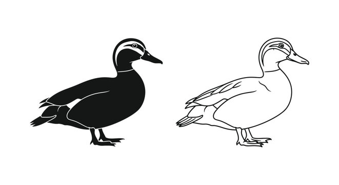 MaleFemaleMallardDuckIllustration Vector